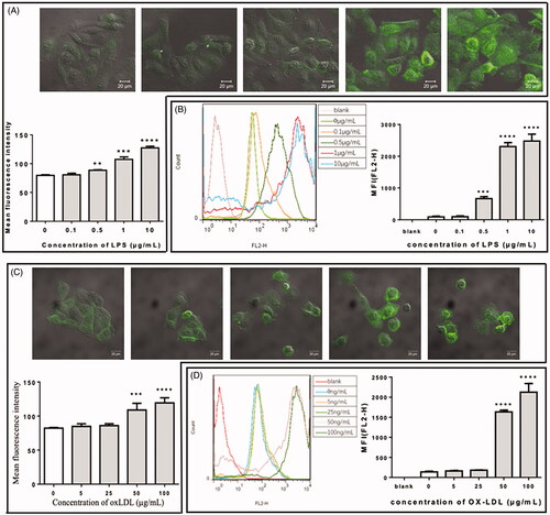 Figure 1. Effect of lipopolysaccharide (LPS) or oxidized low-density lipoprotein (oxLDL) at different concentrations on the expression of ICAM-1 in HUVECs. (A) Confocal microscopic data of HUVECs treated with LPS at different concentrations (0, 0.1, 0.5, 1, and 10 µg/mL, respectively). Upper panel: representative confocal images; lower panel: quantification of the mean fluorescence intensity (MFI). (B) Flow cytometric data of LPS-treated HUVECs. Left panel: representative flow cytometric data; right panel: quantification of the mean fluorescence. (C) Confocal microscopic data of HUVECs treated with oxLDL at different concentrations (0, 5, 25, 50, and 100 µg/mL, respectively). (D) Flow cytometric data of oxLDL-treated HUVECs. **p < 0.01; ***p < 0.001; ****p < 0.0001 compared with the control (n = 3).