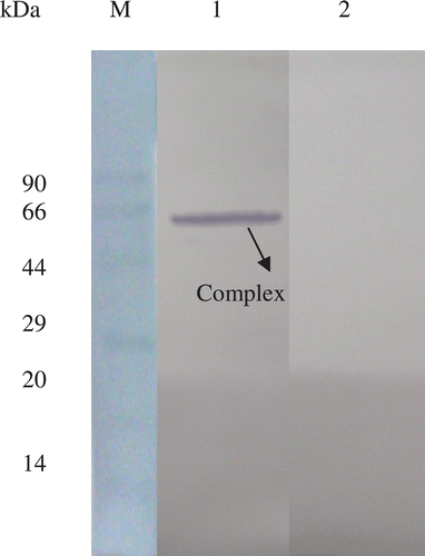 Figure 2.  Immunoblot to show the removal of N-terminal his-tag from rBm-33 after the incubation with pepsin. M: protein molecular-weight marker; Lane 1: flow-through of IMAC (Ni2+-IDA) experiment containing glutaraldehyde cross linked rBm-33-pepsin complex probed with anti Bm-33 antisera; Lane 2: same flow-through probed with anti his-tag antibody.