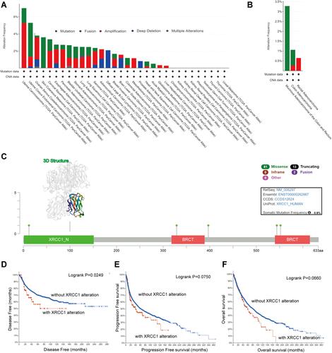Figure 3 Mutation features of XRCC1 in TCGA-COAD cohort. (A) Alteration frequency of XRCC1 in pan-cancer data. (B) Alteration frequency of XRCC1 in different pathological types of COAD. (C) Alteration frequency of XRCC1 according to mutation type and the mutation site, with the 3D structure of XRCC1. (D–F) Relationship of XRCC1 mutation status with disease-free, progression-free, and overall survival in COAD patients. The statistically significant (P value < 0.05).