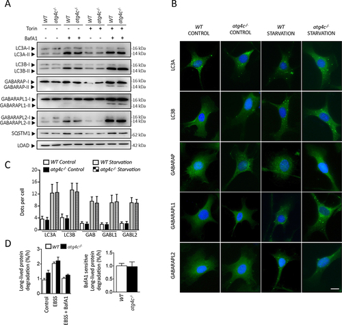 Figure 2. Autophagy flux analysis in atg4c-/- MEFs. (A) Representative immunoblots against mATG8 proteins in WT and atg4c-/- MEFs. β-actin was used as sample processing controls. Torin1 was used as autophagy inducer and BafA1 was used to inhibit lysosomal degradation of mATG8-membrane bound forms. (B) Representative immunofluorescence images of endogenous mAtg8s in WT and knockout MEFs. Cells were cultured in full medium as a control, torin1 and BafA1 were used in the same conditions that in western blot analysis. Scale bars: 10 µm. (C) Quantification of the data shown in (B). Bars represent means ± SEM. N > 85 cells per genotype and condition. *P < 0.05, 2-tailed unpaired student’s t test. (D) Left, long-lived protein degradation rates were determined in WT and atg4c-/- MEFs cultured in nutrient-rich, complete medium (CM) plus vehicle control (CM+DMSO) or exposed to amino acid starvation (EBSS) for 4 h in the absence or presence of BafA1. Bars represent means ± SEM (N = 3 independent experiments). Right, BafA1-sensitive degradation of long-lived proteins in WT and atg4c-/- MEFs exposed to amino acid starvation for 4 h. The BafA1-sensitive degradation rates (indicating lysosomal LLPD) were calculated by subtracting the degradation rate measured in BafA1-treated cells, from that measured in DMSO vehicle control-treated cells. Bars represent means ± SEM (N = 3 independent experiments). *P < 0.05, 2-tailed paired student’s t test.