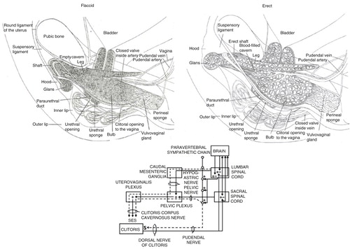 Fig. 2 Top: The clitoral complex in its flaccid and erect states. Bottom: Wiring diagram of the sensory and autonomic pathways of the clitoral complex. Adapted from Pfaus et al. (Citation2015) and reprinted with permission.