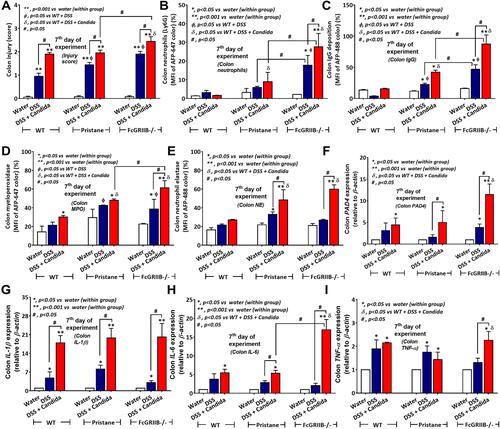 Figure 3 Characteristics of colon injury in mice from wild-type (WT), Pristane and FcGRIIB-/- groups after the administration of dextran sulfate solution (DSS) alone or with Candida gavage (DSS+Candida) as determined by colon injury score (A), colon immunofluorescent stains for neutrophils (Ly6G), immunoglobulin G (IgG) deposition, myeloperoxidase (MPO) and neutrophil elastase (NE) (B–E) and gene expression by polymerase chain reaction (PCR) for PAD4 and tissue cytokines (IL-1β, IL-6 and TNF-α) (F–I) are demonstrated (n = 6–9/group). *p < 0.05 vs water (within group); **p < 0.001 vs water (within group); ϕp < 0.05 vs WT + DSS; δp < 0.05 vs WT + DSS + Candida; #p < 0.05.