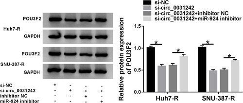 Figure 8 Circ_0031242 regulated POU3F2 expression by sponging miR-924. POU3F2 protein expression by Western blot in Huh7-R and SNU-387-R cells transfected with si-NC, si-circ_0031242, si-circ_0031242+inhibitor NC or si-circ_0031242+miR-924 inhibitor. *P < 0.05 by ANOVA followed by Tukey-Kramer post hoc test.