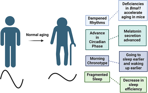 Figure 3 Normal aging is characterized by the dampening of circadian rhythms, which leads to shifts in phase and decreases in amplitude. These changes can also contribute to sleep characteristics as total sleep time and quality decreases with age. Created with BioRender.com.