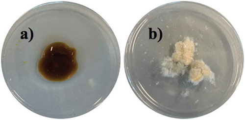 Figure 4. Biosurfactant extracts from the microorganism isolated from CSW. a) Extracellular biosurfactant b) Cell-bound biosurfactant.Figura 4. Extractos de biotensoactivo obtenidos del microorganismo aislado de CSW. a) Biotensoactivo extracelular; b) Biotensoactivo unido a células.