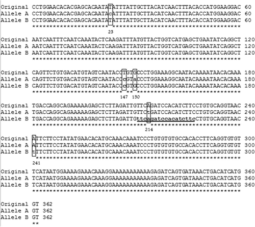 Figure 2. Alignment of the alleles with the original sequence nucleotide represented by bold small letters and underline depicts mutations while only small letters indicate the putative site for FAST-1.