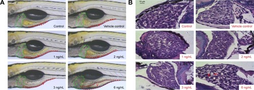 Figure 4 Morphological and histopathological changes in liver (L) of zebrafish.Notes: (A) Morphological observation of zebrafish. SiNP exposure induced liver degradation, hepatomegaly (green dotted lines) and delayed yolk-sac (Y) absorption (red dotted lines) in zebrafish embryos. (B) Histopathological examination of zebrafish liver. SiNPs induced abnormal shape and lipid vacuoles (red arrows) in hepatocytes.Abbreviation: SiNP, silica nanoparticle.