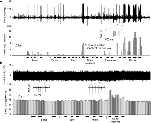 Figure 8 Example recordings of dorsal horn neurons (A) without spontaneous activity and (B) with spontaneous activity.