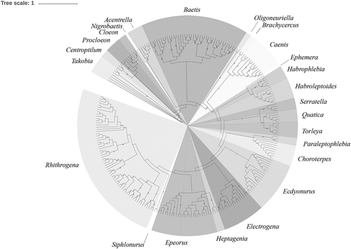Figure 1. Circular RaxML dendrogram of 252 Italian mayfly COI (Cytochrome C Oxidase subunit I) sequences, likelihood bootstrap support > 70%. Genus clusters are indicated with grayscale, dashed lines and the respective names.