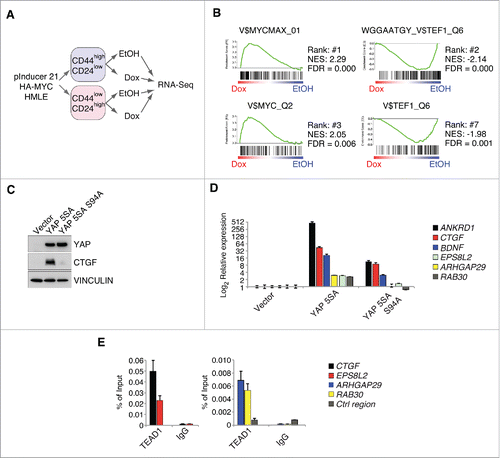 Figure 1. MYC restrains TEAD-dependent YAP functions. A: Workflow for the RNA-Sequencing experiment performed in FACS-sorted HMLE cells expressing a doxycycline-inducible HA-MYC allele (pInducer21-HA-MYC). B: Gene set enrichment analysis for the C3 gene set (motifs) in the CD44high/CD24low HMLE population 8 hours after MYC induction. MYC and MYCMAX represent potential binding sites for the MYC/MAX heterodimer, whereas TEF1 represents predicted binding sites for TEAD1 (also called TEF1). NES = normalized enrichment score; FDR = false discovery rate. C: CD44high/CD24low HMLE cells were infected with the indicated YAP 5SA mutants (YAP 5SA or the TEAD-binding compromised YAP 5SA S94A mutant) and analyzed by immunoblots. VINCULIN served as a loading control. D: qRT-PCR analyses of the direct YAP/TAZ target genes ANKRD1 and CTGF, as well as additional genes (BDNF, ARHGAP29 and RAB30) from the WGGAATGY_V$TEF1_Q6 C3 gene set. E: qChIP analysis in MCF7 cells for TEAD binding to the promoters of the given genes. IgG served as a negative control. Ctrl region = U2 promoter region.