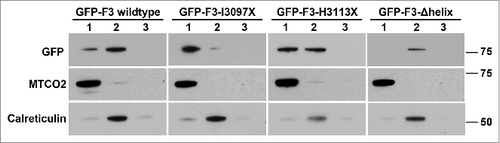 Figure 5. Biochemical confirmation that the amphipathic alpha helix is required for AKAP350C mitochondrial association. Mitochondria were isolated from HEK-293 cells transfected with GFP-AKAP350C constructs. In each case, Lane 1 contains the mitochondrial fraction; Lane 2 contains the microsomal fraction (pellet of 100,000 × g centrifugation); and Lane 3 contains the supernatant of the 100,000 × g centrifugation. In each lane, 12.5 μg of protein were loaded. Membranes were probed for MTCO2 (mitochondria), calreticulin (ER), and GFP (AKAP350C construct). The GFP westerns shown were taken at different exposures due to differences in levels of expression.