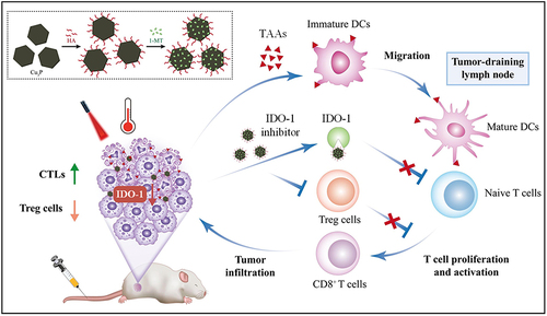 Figure 1 Schematic illustration of PTT-immunotherapy potentiated by Cu3P/1-MT nanocomposites.