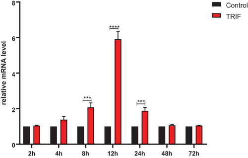 Figure 9. Expression of relative mRNA level of TRIF in the kidney. RdTRIF mRNA levels obtained from the Ah-exposed kidneys were detected by qRT-PCR. Each frog was given an intraperitoneal injection of 107 CFU/frog Ah. At 2, 4, 8, 12, 24, 48, and 72 hpi, we isolated total RNAs, with β-Actin being the endogenous reference. Data were represented in the form of mean ±SD (bars) from 3 separate assays. (***p < 0.05; ****p < 0.01).