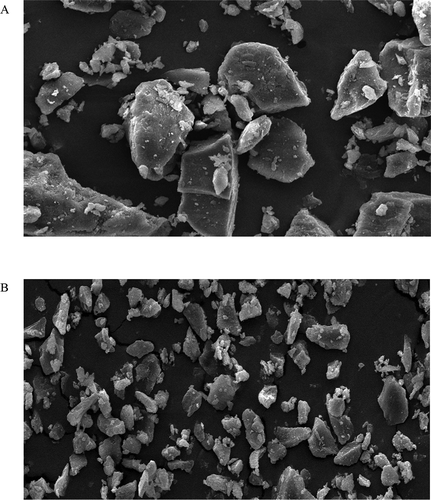 FIGURE 2 Scanning electron micrographs (SEM) of A: gum karaya; B: microwave treated gum, magnification; 250 ×; scale bar = 20 µm.