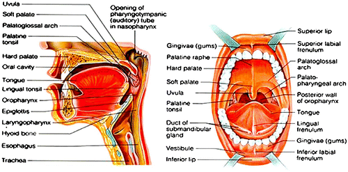 Figure 1. Overview of oral mucosa.[Citation10]