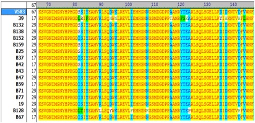 Figure 2 Amino acid sequences of QRDR domain of parC in ciprofloxacin-resistant Enterococcus faecalis isolates with different MIC values. The amino acid substitutions are marked with different colors. Sequences of parC were compared with reference sequence (E.feacalis V583) using Vector NTI AdvanceTM10. Amino acids identical to the corresponding reference sequence are indicated by yellow color. S=Serine (Ser); I=Isoleucine (Ile); L=Leucine (Leu); R=Arginin (Arg); Y=Tyrosine (Tyr); F= Phenylalanine (Phe); D= Aspartic acid (Asp); N= Asparagine (Asn); T= Threonine (Thr); K= Lysine (Lys).