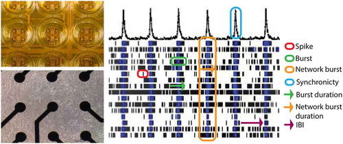 Figure 2. MEA plates have an electrode grid on the bottom on top of which (neuronal) cells can be cultured (left) for noninvasive recordings of electrical activity. Recorded activity can be depicted in a raster plot (right) that illustrates the major MEA metric parameters. The example raster plot depicts the activity of a human iPSC-derived neuronal co-culture at 16 electrodes (horizontal lines) in a single well, where each tick mark (red circle) depicts one spike in a ~ 100 s recording window. An example of a burst is encircled in green and network burst in orange. Burst duration and network burst duration are depicted with a green and orange arrow, respectively, whereas an inter-burst-interval (IBI) is marked with a purple arrow. The cumulative trace above the raster plots indicates the synchronized activity between the different electrodes. The blue circle thus represents the level of synchronicity