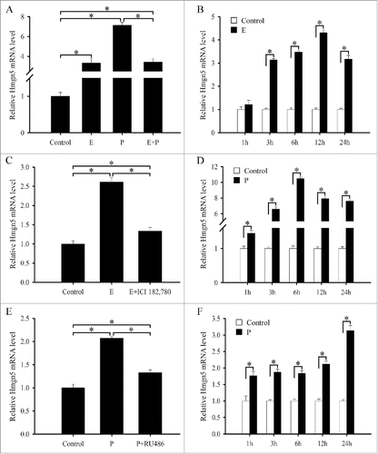 Figure 9. Hormonal regulation of Hmgn5 expression. (A) Real-time PCR analysis of Hmgn5 expression after ovariectomized mice were treated with sesame oil, estrogen, progesterone or a combination of estrogen and progesterone for 24 h. (B) Real-time PCR analysis of Hmgn5 expression in ovariectomized mouse uteri after injection of estrogen for 1, 3, 6, 12 and 24 h. (C) Hmgn5 expression in the uterine epithelial cells treated with estrogen or both estrogen and ICI 182,780. (D) Real-time PCR analysis of Hmgn5 expression in ovariectomized mouse uteri after injection of progesterone for 1, 3, 6, 12 and 24 h. (E) Hmgn5 expression in the uterine epithelial cells treated with progesterone or both progesterone and RU486. (F) Hmgn5 expression in uterine stromal cells treated with progesterone for 1, 3, 6, 12 and 24 h.
