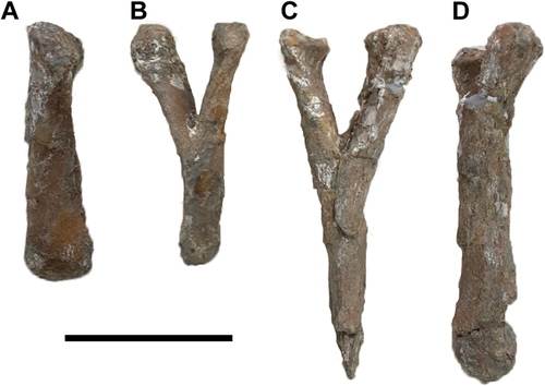 Figure 6. Titanomachya gimenezi, holotype. MPEF pv 11547/11 and 12. Middle haemal arch A, right lateral; B, anterior views. Anterior haemal arch C, right lateral; D, anterior views. Scale bar = 10 cm.