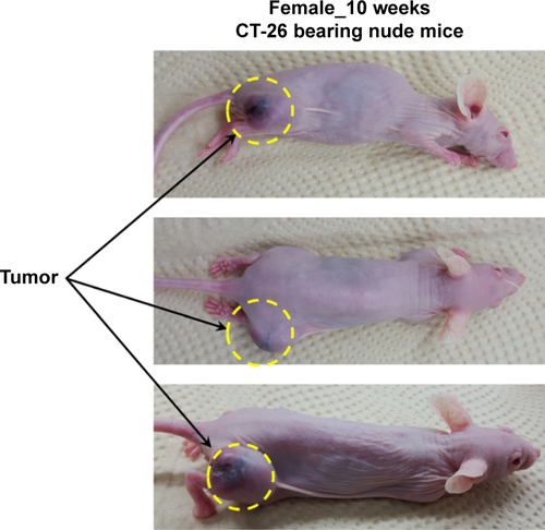 Figure S1 CT26-bearing nude mice.Note: Tumors were grown in the right thighs of the nude mice (20–25 g) by injecting tumor cells.