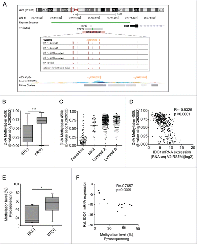 Figure 2. The IDO1 promoter is hypermethylated in ER-positive breast cancer. (A) Schematic representation of regulatory elements in the human IDO1 promoter. In an upstream region of active chromatin (ENCODE ChromHMM E027 and E028, enrichment of H3K27Ac, DNase hypersensitivity cluster) an interferon sensitive response element (ISRE) and a STAT1 binding site overlap with several CpG sites as can be seen in the WGBS data. One of these CpG sites— cg10262052—is covered by 450k arrays (GRCh 37/hg19 assembly). The localization of our IDO1 luciferase reporter gene construct is depicted in green. (B) The DNA methylation level of cg10262052 is significantly lower in ER-negative (n = 99) compared with ER-positive (n = 343) breast cancers (TCGA breast invasive carcinoma, Mann–Whitney U test, ***p < 0.001). Box plots represent the medians and the 75% and 25% percentiles. Whiskers extend to min and max values. (C) DNA methylation of cg10262052 is highest in the ER-positive luminal A, luminal B breast cancer subtypes and lowest in the ER-negative basal-like subtype (basal-like n = 83, Her2-enriched n = 31, luminal A n = 272, luminal B n = 125). (D) The DNA methylation at cg10262052 negatively correlates with IDO1 mRNA expression derived from TCGA breast invasive carcinoma 450k and RNASeq data (n = 511, Spearman's rank correlation). (E) Significant hypermethylation of cg10262052 in ER-positive (n = 9) as compared with ER-negative (n = 6) breast cancer tissue was observed by pyrosequencing (Student's t-test, *p < 0.05). (F) Methylation at this CpG site negatively correlates with IDO1 mRNA expression in these samples (Spearman's rank correlation).