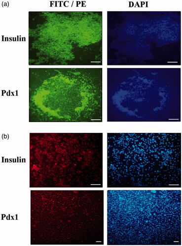 Figure 5. Immunocytochemical analysis of differentiated cells in end-stage derived-IPCs. Nuclei localization of Pdx1 and cytoplasmic localization of Insulin in differentiated IPCs at day 14 in the PES scaffold group (a) and tissue culture plate group (b) were detected by immunofluorescence analysis. Counter-staining of the nucleus (blue) was performed by DAPI and images were obtained by a fluorescence microscope. Scale bars are 100 µm.