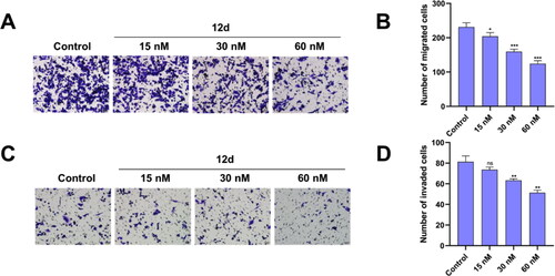 Figure 7. 12d inhibited the migration and invasion of MDA-MB-231 cells in (A) Transwell migration assay and (C) Transwell invasion assay. Scale bar = 50 µm. (B, D) Histograms showed the count of cells. Error bars indicated SD of three independent experiments. *P < 0.05, **P < 0.01, ***P < 0.001 vs control group.