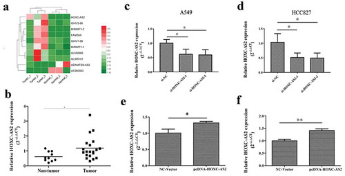 Figure 1. HOXC-AS2 is upregulated in NSCLC tissues. (a) Heat map of the dysregulated expression of the top 10 lncRNAs. (AB) The expression of HOXC-AS2 in human NSCLC tissues (n = 20) and normal tissues (n = 10) was compared by RT-qPCR analysis. (B, C, D, and EC, D, E, and F) HOXC-AS2 mRNA expression in A549 and HCC827 cell lines were detected by RT-qPCR analysis. *P < 0.05 (vs normal tissues/si-NC/NC-Vector), **P < 0.01 (vs NC-Vector). Data were represented as means ± standard deviation (SD). Each experiment was performed in triplicate