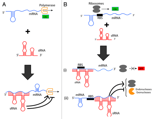 Figure 3. Gene expression control mechanisms by bacterial sRNAs.Citation45 (A) Transcription attenuation/enhancement. (A) sRNA binds to its target mRNA and causes a structural reconfiguration upon base-pairing, ultimately enhancing or attenuating transcription by the polymerase. (B) Translational control. Translational control is imparted by sRNAs in various ways: (1) A sRNA base-pairs to its target mRNA sequestering the Ribosome-Binding Site (RBS) and directly prevents translation initiation by the ribosomes. (2) A sRNA binds to the target mRNA at a distance from the RBS and the target mRNA suffers a structural change that indirectly affects ribosome binding. sRNA binding to its target can also enhance or inhibit mRNA decay by changing interactions with exonucleases and/or endonucleases.
