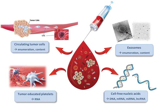 Figure 1. Liquid biopsies contain a variety of clinically informative components. Blood samples can be analyzed for circulating tumor cells (CTCs (§3.1), tumor educated platelets (§3.2), exosomes (§3.3) and cell-free nucleic acids (§3.4) with each of them providing valuable numerical and molecular information. Adapted with permission from: Mader & Pantel. Oncol Res Treat 2017; 40: 404–8. S. Karger AG, Basel.
