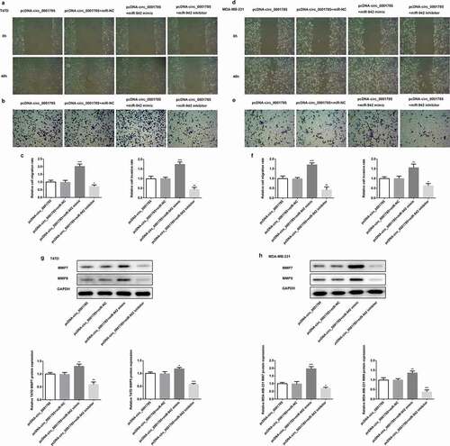 Figure 6. Circ_0001785 regulated the breast cancer cell migration and invasion by targeting miR-942. (a-b) The representative pictures of T47D cell migration and invasion. (c) Effect of miR-942 overexpression and knockdown on cell migration and invasion in T47D cells. (d-e) The representative pictures of MDA-MB-231 cell migration and invasion assays. (f) Effect of miR-942 overexpression and knockdown on cell migration and invasion in MDA-MB-231 cells. (g-h) Effect of miR-942 overexpression and knockdown on MMP7 and MMP9 expressions in T47D and MDA-MB-231 cells. GAPDH was used as a loading control. *p < 0.05, **p < 0.01 and ***p < 0.001 vs. pcDNA-circ_0001785+ miR-NC