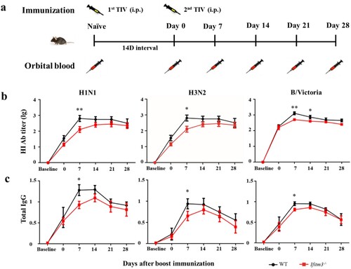 Figure 2. IFITM3 deletion led to low antibody response after TIV immunization in mice. (a) WT and congenic Ifitm3-/- C57/6 mice (n = 5 per group) were immunized twice by intraperitoneal injection of 50 μL of TIV (1.5 μg of each HA). The interval time between two immunizations was 14 days. (b) The serum HI titres were detected by HI against A/Michigan/45/2015 (H1N1), A/Hong Kong/4801/2015 (H3N2) and B/Brisbane/60/2008 (B/Victoria). (c) Total IgG was investigated by ELISA with split H1N1, H3N2 and B/Victoria viruses (1 μg/ml of each HA). The y-axis represents OD450nm/630nm. The x-axis shows days after boost immunizations. The bars represent the mean values and the standard errors of the means. Significant differences are marked by * P < 0.05, ** P < 0.01, *** P < 0.001.