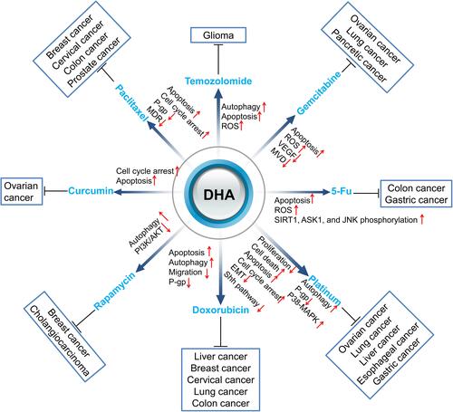 Figure 1 Sensitization of DHA to chemotherapy drugs. Red arrows ↑ and ↓ indicate proteins or pathways up-regulated and down-regulated by DHA to elevate the toxicity of other chemotherapy drugs to cancer cells.