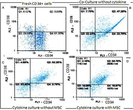 Figure 3. Flow cytometric analysis of fresh CD34+-enriched cells (A) and expanded cells in the co-culture system without cytokine (B) and cytokine culture without MSCs (C) and with MSCs (D). Specific staining was performed with anti-CD34-FITC and anti-CD38-PE antibodies. FL1: CD34 and FL2: CD38. (A) CD34: 70 % and CD38: 14.31%, (B) CD34: 70.90% and CD38: 58.31%, (C) CD34: 60.40% and CD38: 54.21%, (D) CD34: 79.54% and CD38: 66.68%.