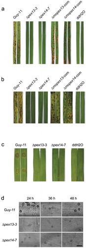 Figure 7. Mopex13 and Mopex14 are indispensable for pathogenicity on rice and barley. (a) Two-week-old rice cultivar CO39 seedlings were spray-inoculated with the conidial suspension (1 × 105 conidia/ml). The symptoms were recorded at 7 days postinoculation (dpi). (b) Seven-day-old barley cultivar ZJ-8 seedlings were spray-inoculated with the conidial suspension (1 × 105 conidia/ml) and recorded at 3 dpi. (c) Detached barley leaves were inoculated with 20 μl of the conidial suspensions (upper, 1 × 105 conidia/ml; lower, 1 × 104 conidia/ml) and incubated for 4 days. (d) Droplet-inoculated barley leaves were sampled at 24, 36 and 48 hpi, discolored, and examined under a light microscope to detect the infectious structures. Bar = 20 µm.