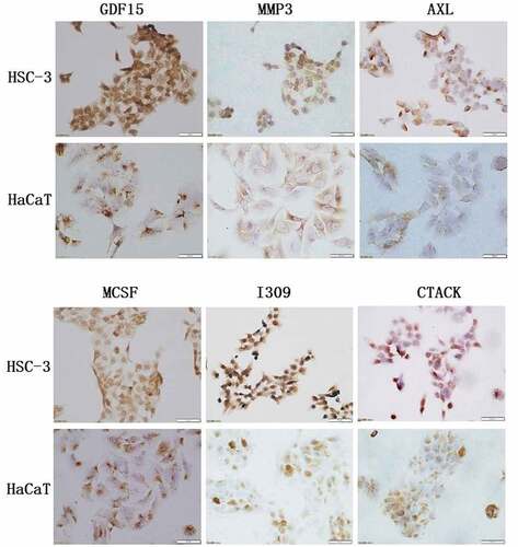 Figure 6. Immunohistochemical analysis of key proteins in HSC-3 and HaCaT cells