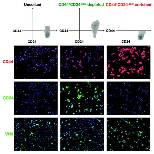 Figure 6. Immunohistochemical characterization of CD44+CD24-/low mesenchymal cells sorted from trastuzumab-refractory, basal/HER2+ JIMT1 cells. Trastuzumab-refractory, basal/HER2+ JIMT1 cells were sorted into CD44+CD24-/low-depleted and CD44+CD24-/low-enriched populations (top panels) and then stained for CD44, CD24 and the EMT marker VIM immediately following sorting (bottom panels). Enrichment of target cells by magnetic MicroBeads (MACS® Technology) was performed according to the manufacturer’s protocol. Representative immunofluorescent stainings of CD44 (red), CD24 (green), VIM (green) and Hoechst 33258 (blue) are presented. CD44+CD24-/low mesenchymal cells were found to have a high nucleo/cytoplasmic (N/C) ratio and a greater expression of VIM.