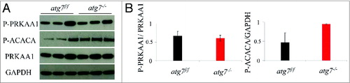 Figure 3. Autophagy is not required for the phosphorylation of PRKAA1. (A) Representative immunoblots from exercised atg7f/f and atg7−/− females. (B) Histograms representing the densitometric quantification of immunoblots in (A). No significant differences in protein expression were observed (n = 3 each genotype).