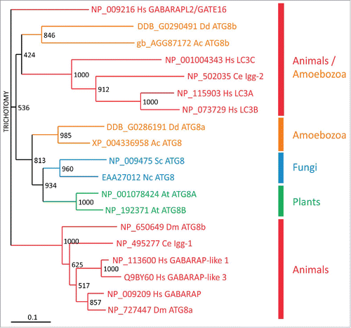 Figure 6. Evolutionary relationship of Atg8/LC3 family members. Phylogenetic analysis of Atg8/LC3 family proteins from animals (red), amoebozoa (orange), fungi (blue) and plants (green). A CLUSTALX alignment was used to create a phylogenetic tree with the TreeView program. The scale bar indicates amino acid substitutions per site. Bootstrap values are provided at the node of each branch. GenBank, SwissProt or dictyBase (http://dictybase.org/) accession numbers are provided on the right of the tree. Hs, Homo sapiens; Dm, Drosophila melanogaster; Ce, Caenorhabditis elegans; At, Arabidopsis thaliana; Nc, Neurospora crassa; Sc, Saccharomyces cerevisiae; Ac, Acanthamoeba castellanii; Dd, D. discoideum. LC3, microtubule-associated protein 1 light chain 3; GABARAP, GABA type A receptor-associated protein; GABARAPL2/GATE16, GABA type A receptor associated protein like 2; lgg: LC3, GABARAP and GATE-16 family.