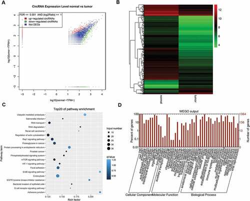 Figure 1. RNA-seq focused on circRNAs for the specimens of esophageal cancerous tissues and adjacent tissues. A. Dot graph of the differentially expressed circRNAs. B. Cluster graph of the differentially expressed circRNAs in up-regulated and down-regulated expression. C. Top 20 of the enriched pathways. D. GO analysis of the differentially expressed circRNAs.