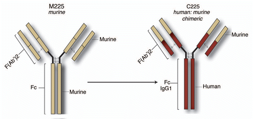 Figure 2 Structure and development of cetuximab. Three murine antibodies designated M225 IgG, M528 IgG and M579 IgG with activity against the EGFR were developed. Further testing identified M225 as being the most efficacious for anti-EGFR activity and was moved into Phase I clinical trials. Although successful, patients developed human-anti-mouse antibodies (HAMA) and therefore M225 was converted to a human:murine chimera, C225, with an IgG1 FC isotype.