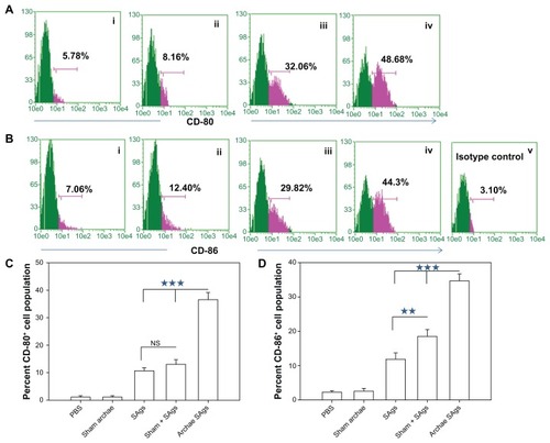 Figure 6 Archaeosome-entrapped SAgs upregulate the expression of costimulatory molecules on antigen-presenting cells. The expression of costimulatory molecules, CD80 (B7-1) and CD86 (B7-2), on macrophages was determined by staining target cells with specific antibodies and subsequent analysis by flow cytometry at 2 weeks post-challenge. The dot plot graphs for (A) CD80 and (B) CD86 represent various immunized groups: (i) Sham archaeosomes as control; (ii) free culture supernatant SAgs; (iii) Sham + SAgs as a physical mixture; (iv) Archaeosome-entrapped culture supernatant SAgs and (v) and isotype control. The bar graphs corresponding to (C) CD80 and (D) CD86 depict the mean percentage of three determinants (±SD).Notes: Data were analyzed with Student’s t-test and are representative of three independent experiments. Archaeosome-entrapped SAgs vs free SAgs ***P < 0.001 (CD80), ***P < 0.001 (CD86); physical mixture vs free SAgs P = NS (CD80), **P < 0.01. The CD80/86 population histogram was same as that of sham archaeosome and is not shown.Abbreviations: PBS, phosphate buffer saline; SD, standard deviation; SAgs, secretory protein antigens; NS, not significant.