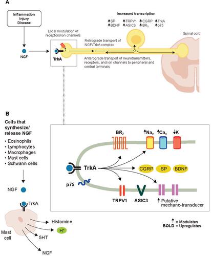 Figure 3 Effects of NGF on nociceptive ion channels, receptors, and peptides. (A) NGF signaling increases the activity of a variety of ion channels and receptors at the nociceptor peripheral terminal, which promotes depolarization and sensitization in a relatively short time frame. In a longer time frame, the NGF/TrkA complex is retrograde transported to the soma where NGF/TrkA signaling within the DRG promotes gene expression and leads to an upregulation of nociceptive ion channels, receptors, and peptides in the peripheral and central terminals. (B) NGF is released from a variety of cells following inflammatory injury. Reproduced with permission from Mantyh PW, Koltzenburg M, Mendell LM, Tive L, Shelton DL. Antagonism of nerve growth factor-TrkA signaling and the relief of pain. Anesthesiology (Official Journal of the American Society of Anesthesiologists). 2011;115(1):189–20Citation6; https://anesthesiology.pubs.asahq.org/article.aspx?articleid=1933906.Abbreviations: ASIC3, acid-sensing ion channel 3; BDNF, brain-derived neurotrophic factor; BR, bradykinin receptor; Ca, calcium; CGRP, calcitonin gene-related peptide; DRG, dorsal root ganglion; K, potassium; Na, sodium; NGF, nerve growth factor; SP, substance P; TrkA, tropomyosin receptor kinase A; TRPV1, transient receptor potential cation channel subfamily V member 1.