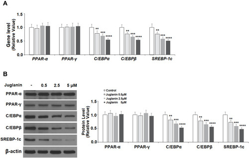 Figure 5 The effects of juglanin on the expression of transcription factors involved in adipogenesis in 3T3-L1 cells. Differentiated 3T3-L1 cells were treated with juglanin (0.5, 2.5, 5 μM) for 24 h. (A) The gene expression of PPAR-α, PPAR-γ, C/EBPα, C/EBPβ, and SREBP-1c was measured by real-time PCR; (B) The protein expression of PPAR-α, PPAR-γ, C/EBPα, C/EBPβ, and SREBP-1c was determined using Western blot analysis (**, ***, ****, P<0.01, 0.001, 0.0001 vs Vehicle control).