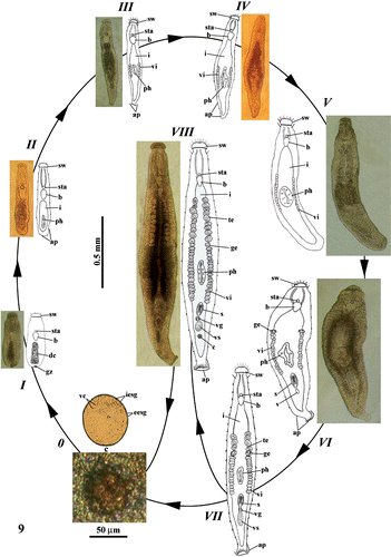 Figure 9 Representation by drawings and photos of the life cycle ofParotoplana rosignana sp. nov.: sw = cephalic swelling, sta = statocyst, b = brain, i = intestine, te = testes, ge = germaries, ph = pharynx, vi = vitellaries, s = sclerotic apparatus, vg = vesicula granulorum, vs = vesicula seminalis, c = cocoon, ap = adhesive papillae, vc = vitellocytes, iesg = internal egg‐shell granules, eesg = external egg‐shell granules, c = cocoon, dc = digestive cells and gz = growth zone.