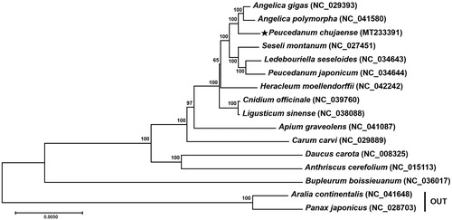 Figure 1. Maximum-likelihood (ML) tree based on 66 chloroplast protein-coding genes of 20 species including P. chujaense. Sequences of 66 chloroplast protein-coding gene from 20 species were aligned using MAFFT (http://mafft.cbrc.jp/alignment/server/index.html… ) and used to generate ML phylogenetic tree by MEGA 7.0 (Kumar et al. Citation2016).