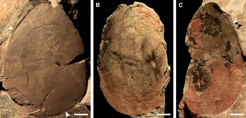 Figure 13. Echidnacaris briggsi (Nedin, Citation1995) comb. nov. head elements. A, SAMA P51380a. B, C, SAMA P45911b, a, respectively (light in C is from the top). Arrowheads in A and C indicate narrow marginal rim. Scale bars: 10 mm.