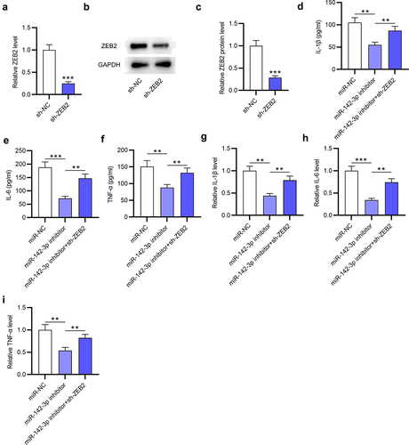 Figure 6. ZEB2 deficiency reverses the suppressive effect of miR-142-3p deficiency on inflammatory response in MSU-administrated THP-1 cells. (a-c) ZEB2 mRNA and protein levels in MSU-treated THP-1 cells transfected with sh-ZEB2 or sh-NC were investigated via RT-qPCR and Western blotting. (d-f) Proinflammatory cytokine release in MSU-treated THP-1 cells transfected with miR-NC, miR-142-3p inhibitor or miR-142-3p inhibitor+sh-ZEB2 was evaluated by ELISA. (g-i) Proinflammatory cytokine mRNA levels in MSU-treated THP-1 cells transfected with miR-NC, miR-142-3p inhibitor or miR-142-3p inhibitor+sh-ZEB2 were detected via RT-qPCR. **p < 0.01, ***p < 0.001.