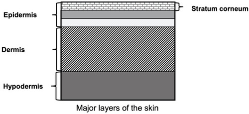 Figure 1 Major layers of human skin.