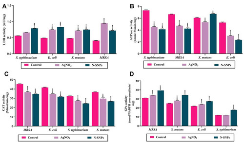 Figure 4 Effect of N-SNPs and AgNO3 on the bacterial cellular enzymes (A) lactate dehydrogenase (LDH) and (B) adenosine triphosphatase (ATPase) and antioxidant enzymes (C) catalase (CAT) and (D) glutathione peroxidase (GPx). Data are from at least three independent assays and are represented as the mean ± SEM. P values were estimated versus untreated bacteria; ****P < 0.0001, ***P = 0.0002, and **P < 0.001.